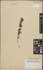 Foto von Salix repens subsp. incubacea (L.) A. Neumann